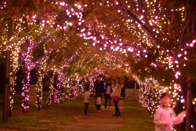 桜まつり 〜冬〜